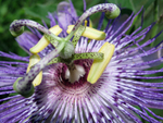 Field Weed Passion Flower by Jose Vargas