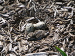 Killdeer and Eggs in Nest at UT's WTREC by Craig Canaday