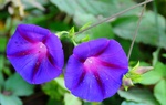 Morning Glories by Dena Wise