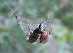 Spider and Web by David Golden