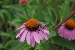 Bumble Bee on Echinacea by Heather Toler