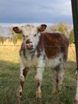 Calf in Blount County by Cheryl Greenacre