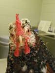 Specks the Chicken at UT Veterinary Medical Center by Cheryl Greenacre