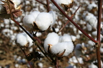 Cotton Bolls in Fall by Blake Brown