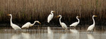 Egrets by Graham Hickling