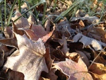 Fall Leaves with Frost by Megan McMurray
