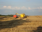 Harvesting Grain by Olga Khaliukova