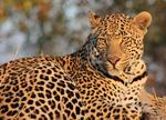 Leopard in South Africa by Melissa Kennedy