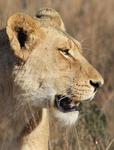 Lionness in South Africa by Melissa Kennedy
