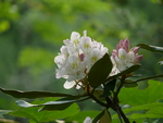 Rhododendron by Dawn Seigel