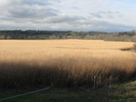 Switchgrass Production Field by Ken Goddard