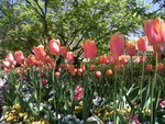 Tulips at UT by Mary Albrecht