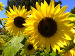 Sunflowers at the UT Gardens by Laura Romano
