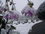 UT Gardens in Winter by Cheryl Greenacre