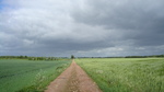 Wheat Fields in Denmark by Olga Khaliukova