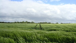 Wheat Fields in Denmark 3 by Olga Khaliukova