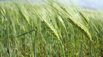 Wheat in Denmark by Olga Khaliukova