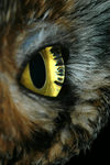 Window to the Soul - Great Horned Owl by Diane Hendrix