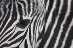 Zebra by Megan McMurray