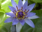 Blue water lily in North Greenhouse by Lori Denise Osburn
