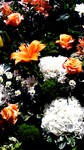Even the Flowers are Orange! by Sierra Nicole Darnell