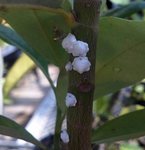 Scale insects on landscape plant on Ag Campus by Lori Denise Osburn