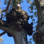 Creepy looking oak tree on a farm in Fayette County by Sherri Morris