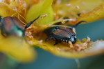 Japanese Beetle by Andy Jon Pulte