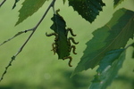 Birch Sawfly Larva by Robert M. Hayes