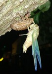 Cicada by John Michael Glafenhein