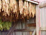 Tobacco Curing by Robert M. Hayes
