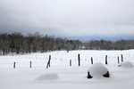 Winter Pasture by Dena K. Wise
