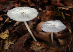 Fungus, UT Arboretum by Graham John Hickling