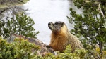 Yellow-bellied Marmot in Yellowstone by Matt Guenther