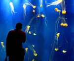 Jellyfish, Georgia Aquarium by Graham John Hickling