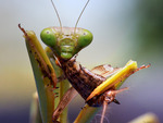 Mantis' Meal by Graham John Hickling