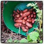 Organic Potatoes by Manny Deleon