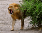 Lion's Roar by Robert M. Hayes