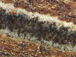 Geosmithia morbida in a walnut twig beetle tunnel by Katheryne Nix