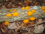 Witch's Butter Fungus by Alan S. Windham
