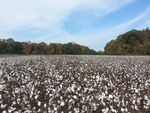 It's about cotton pickin time by Lori Duncan