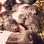 Peaceful Piglets by Kendra Flynn