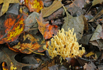 Social Media community learns about beneficial fungi by Alan Windham