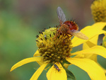 Gardeners learn that pollinators come in all sizes and shapes by Alan Windham