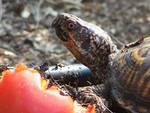 Eastern Box Turtle Enjoying a fallen tomato in the garden by Cheryl Greenacre