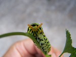 Swallow tail caterpillar eating parsley by Cheryl Greenacre