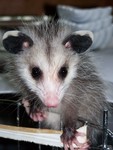 Opossum Rehabilitation by Cheryl Greenacre