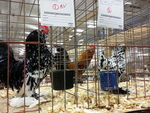 Roosters Strutting Their Stuff at the Chicken Show by Cheryl Greenacre