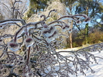Dogwoods coated in ice by Cheryl Greenacre