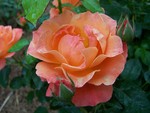Rose in UT Gardens by Cheryl Greenacre
